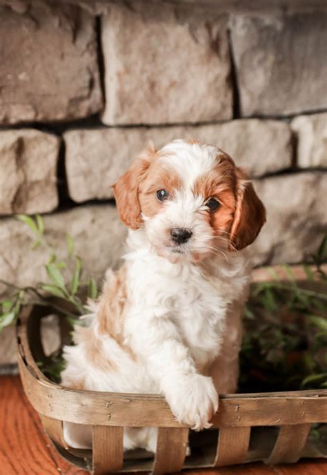 Buckeye Puppies