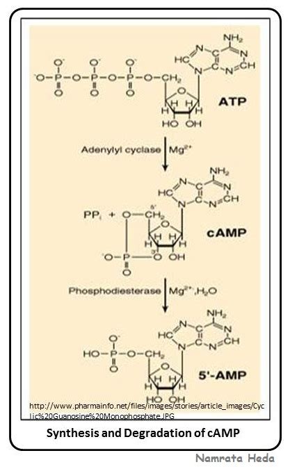 Camp Stands For In Biochemistry