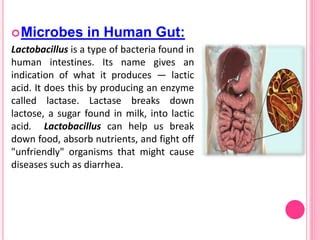 Can Lactobacillus Cause Diarrhea