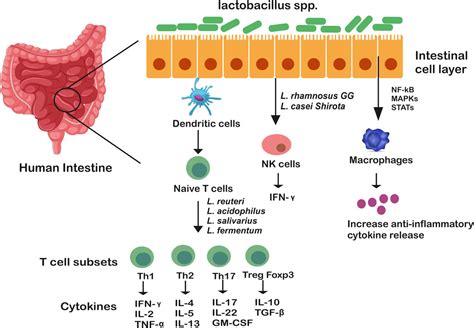 Can Lactobacillus Cause Inflammation