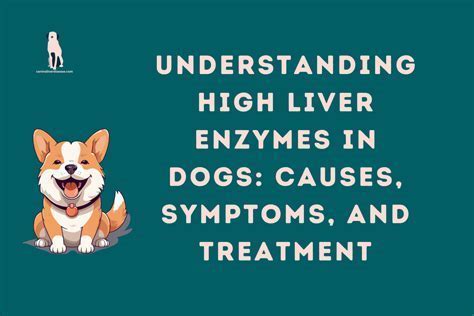 Can Magnesium Affect Liver Enzymes