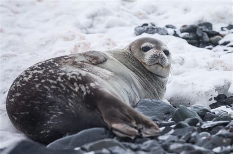 Can Seals Live On Land