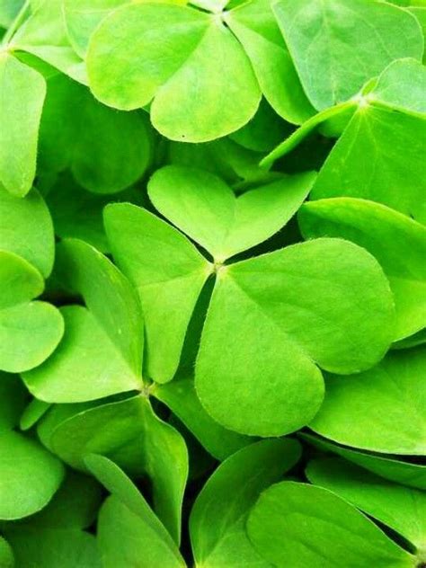 Can You Eat Clover Raw