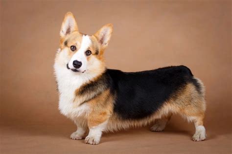 Cardigan Welsh Corgi Health Problems