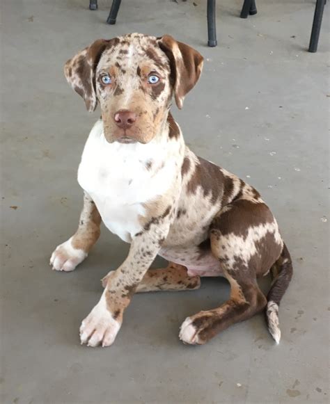 Catahoula Leopard Dog For Sale