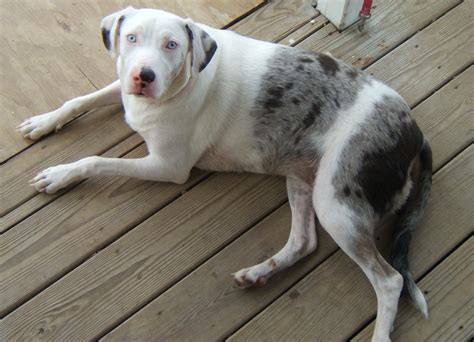 Catahoula Leopard Dog Common Health Issues