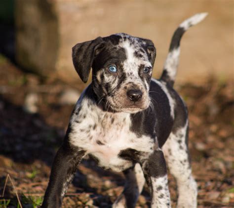 Catahoula Leopard Dog History