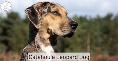 Catahoula Leopard Dog Intelligence Ranking