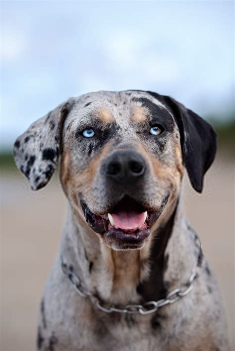 Catahoula Leopard Dog Personality