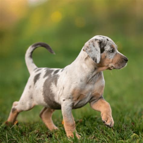 Catahoula Leopard Dog Price