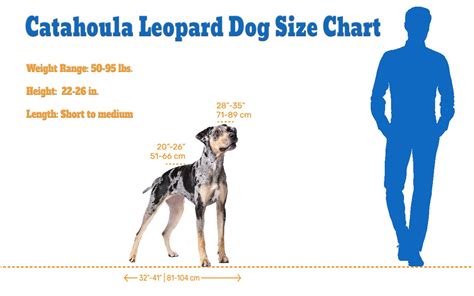 Catahoula Leopard Dog Size