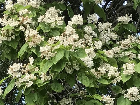 Catalpa Neuropsychology