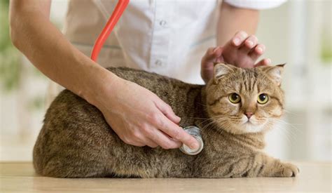 Cats Health