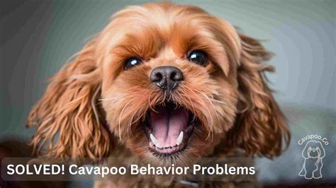 Cavapoo Behavior Problems