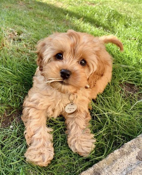 Cavapoo For Sale