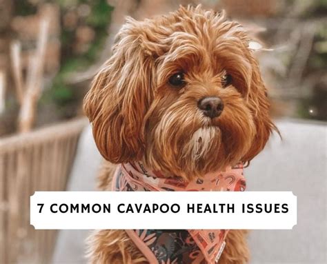 Cavapoo Health Issues