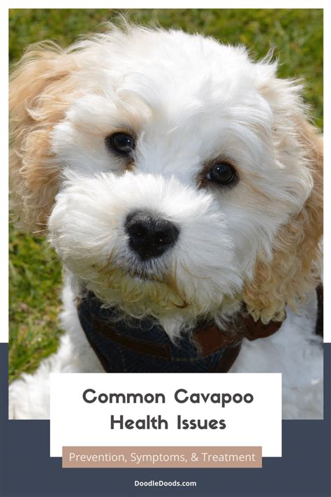 5 Cavapoo Health Issues