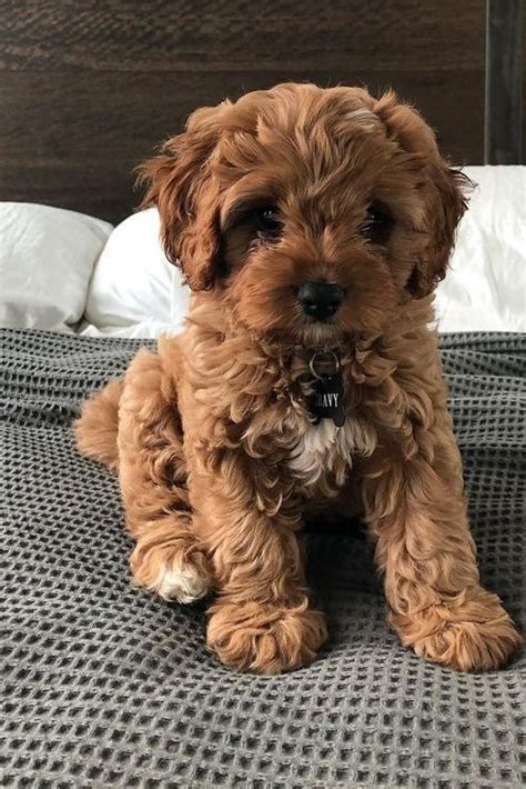 Cavapoo Lifespan Male