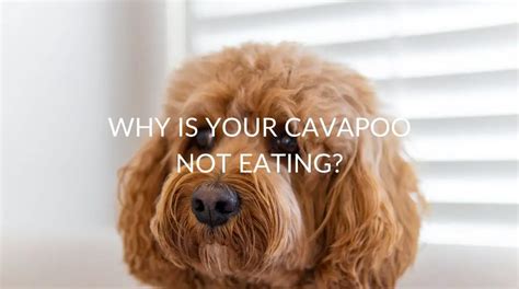 Cavapoo Not Eating