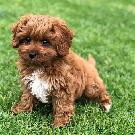 Cavapoo Puppies