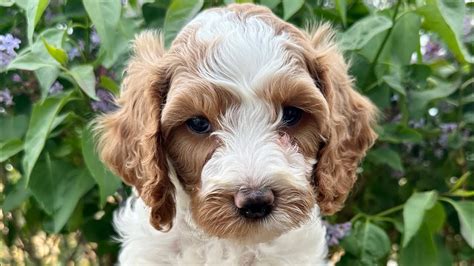 Cavapoo Temperament