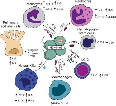 Cellular Health System