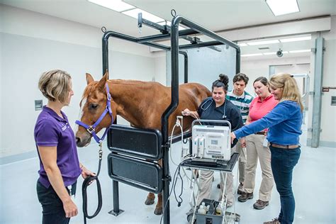 Center For Equine Health School Of Veterinary Medicine