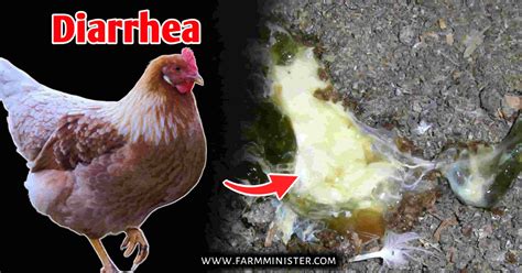 Chicken Causing Diarrhea