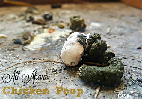 Chicken Watery Poop Pictures