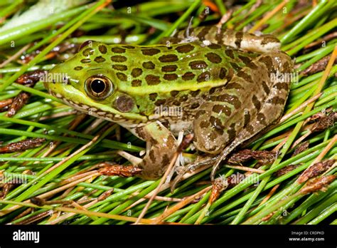 Chiricahua Frog Arizona