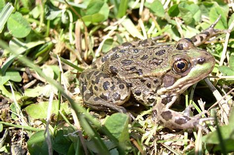 Chiricahua Leopard Frog Management