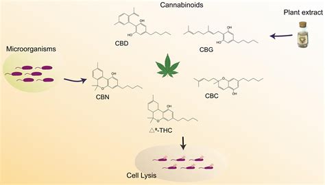 Chri Cannabinoid