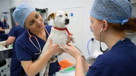 Common Work Activities For Veterinarians