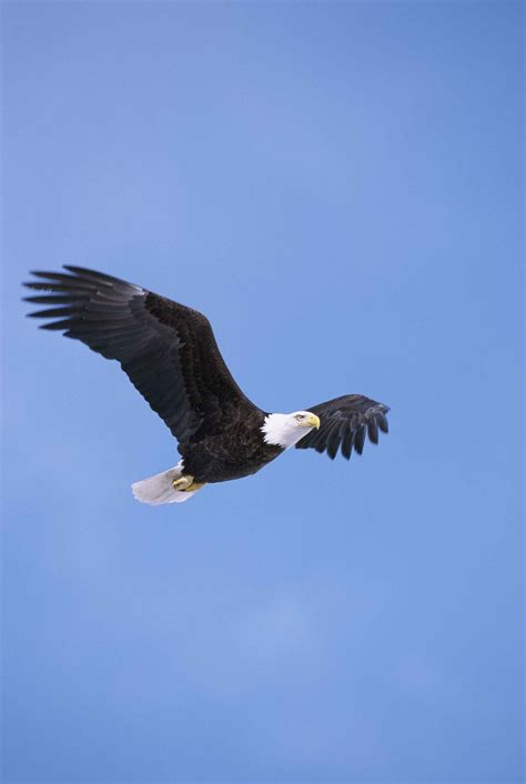 Copyright Free Eagle Images