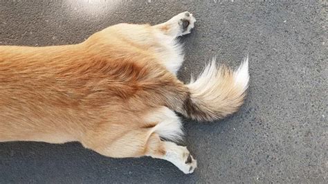 Corgi Back Leg Problems