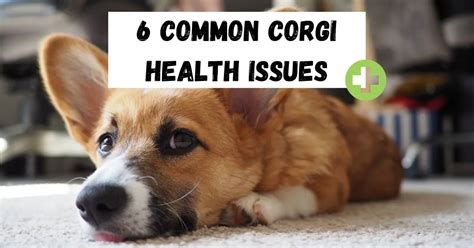 5 Corgi Health Issues