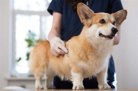 Corgi Hip Dysplasia Signs