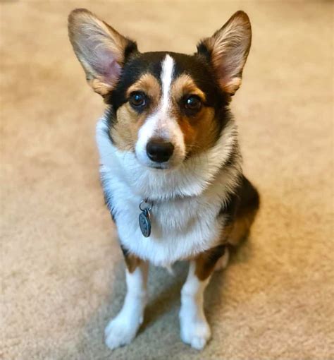 Corgi Mix