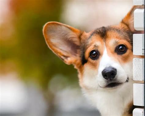 Corgi Personality