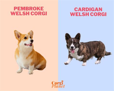 Corgi Size