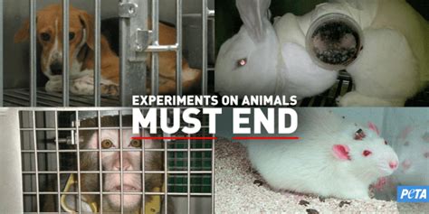 Cures Found By Animal Testing