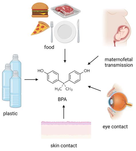 Current Evidence On Bisphenol A Exposure And The Molecular Mechanism Involved In Related Pathological Conditions