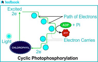 Cyclic And Non Cyclic Photophosphorylation A Detailed Study Testbook