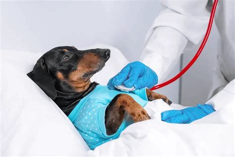 7 Dachshund Health Issues