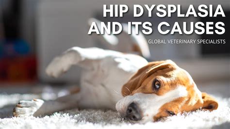 Dachshund Hip Dysplasia Symptoms