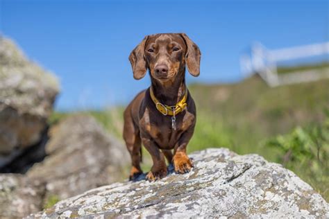 Dachshund Lifespan