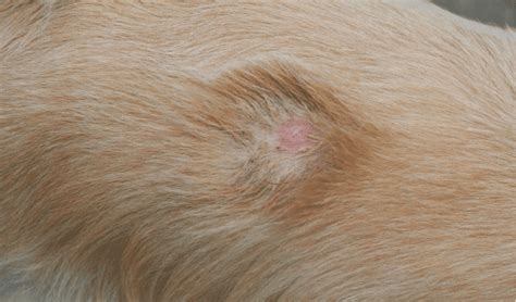 Dachshund Skin Diseases With Pictures