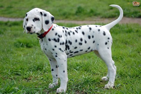 Dalmatian Dog Price