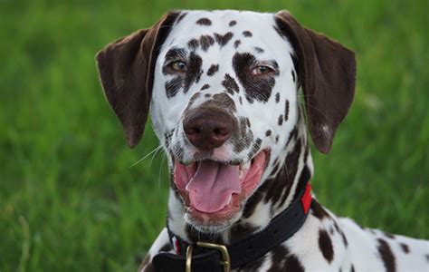 7 Dalmatian Health Issues