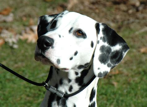 Dalmatian Lifespan Female